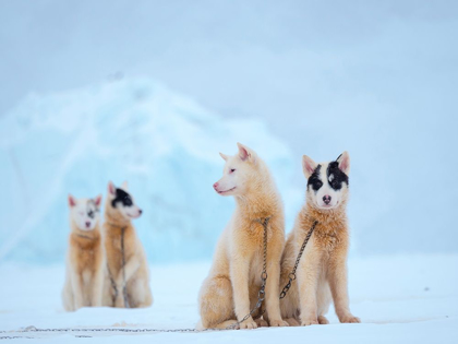 Picture of SLED DOG DURING WINTER IN UUMMANNAQ IN GREENLAND 