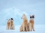 Picture of SLED DOG DURING WINTER IN UUMMANNAQ IN GREENLAND 