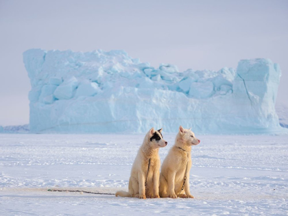 Picture of SLED DOG DURING WINTER IN UUMMANNAQ IN GREENLAND 
