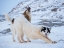 Picture of SLED DOG DURING WINTER IN UUMMANNAQ IN GREENLAND 