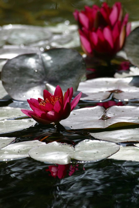 Picture of WATERLILY