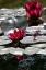 Picture of WATERLILY