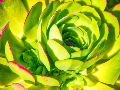 Picture of CLOSEUP OF A SUCCULENT
