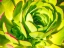 Picture of CLOSEUP OF A SUCCULENT