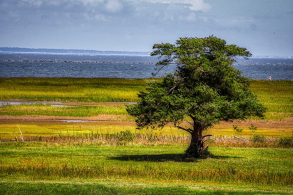 Picture of LONE TREE IN COASTAL MARSHLAND