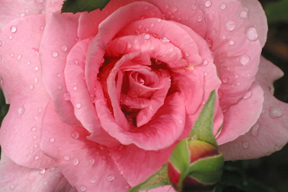 Picture of PINK ROSE WITH DEW DROPS