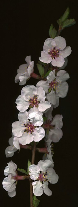 Picture of CHERRY BLOSSOM