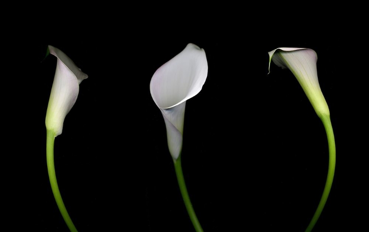 Picture of CALLA LILY