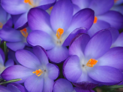 Picture of PURPLE CROCUS FLOWERS