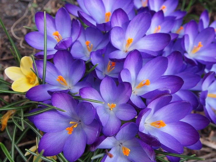 Picture of PURPLE CROCUS FLOWERS