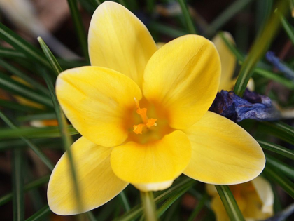 Picture of YELLOW CROCUS FLOWER