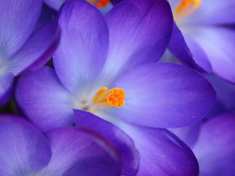 Picture of PURPLE CROCUS FLOWERS