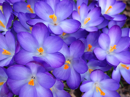 Picture of PURPLE CROCUS FLOWERS