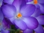 Picture of PURPLE CROCUS FLOWERS