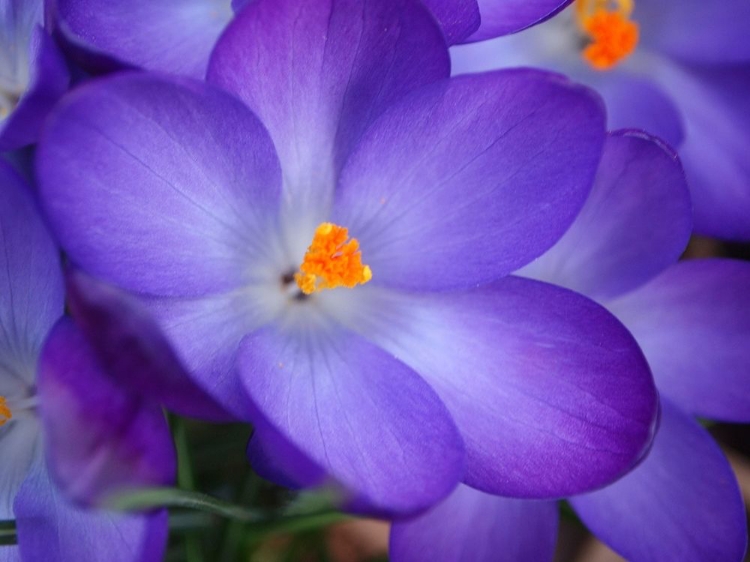 Picture of PURPLE CROCUS FLOWERS