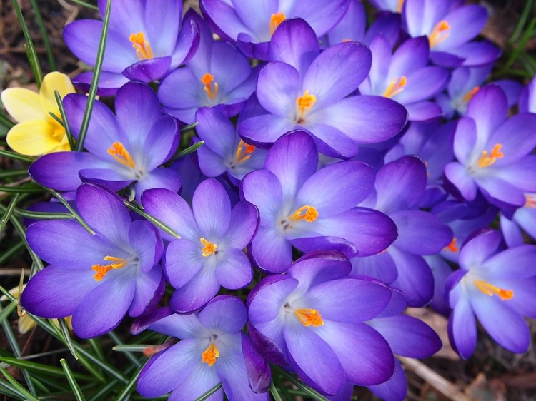 Picture of PURPLE CROCUS FLOWERS