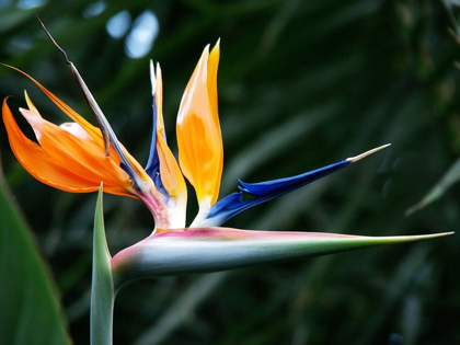 Picture of BIRD OF PARADISE BLOOM