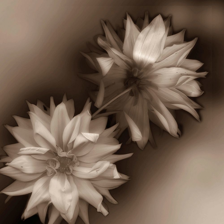 Picture of SEPIA TONE DAHLIA