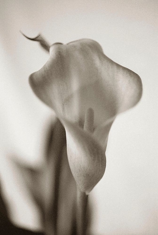 Picture of SEPIA TONE CALLA LILY