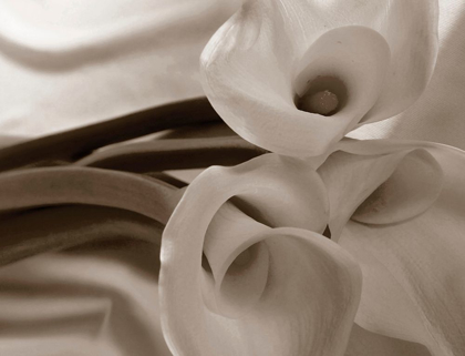 Picture of SEPIA TONE CALLA LILY