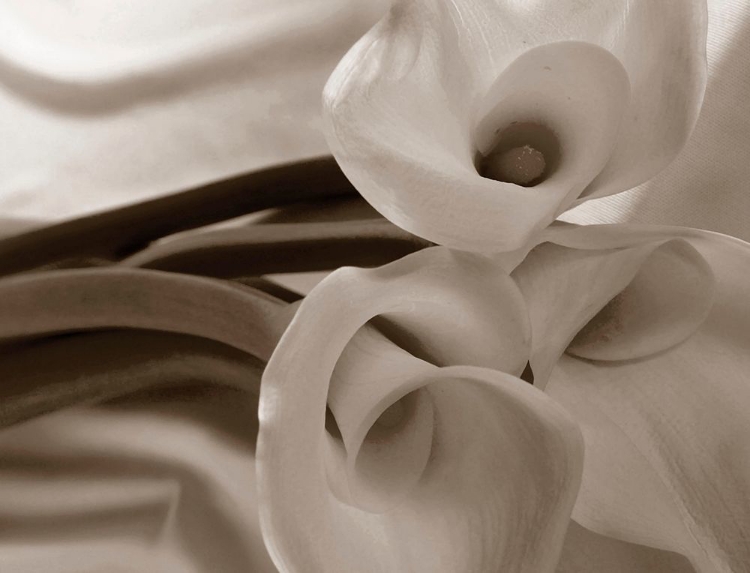 Picture of SEPIA TONE CALLA LILY