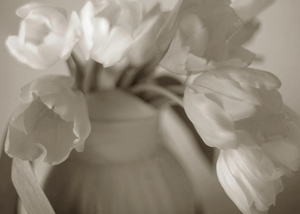 Picture of SEPIA TONE TULIPS