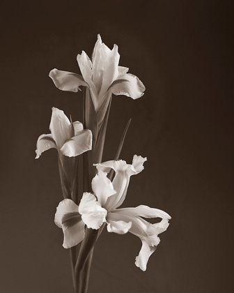 Picture of SEPIA TONE IRIS