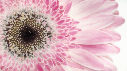 Picture of GERBERA DAISY 