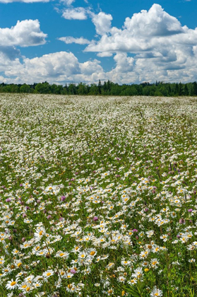 Picture of CANADA FIELD OF COMMON DAISY FLOWERS