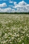 Picture of CANADA FIELD OF COMMON DAISY FLOWERS