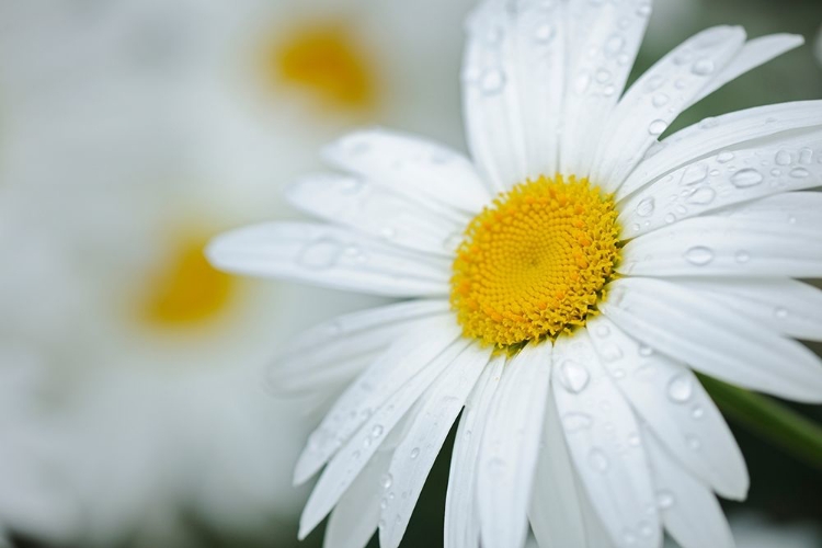 Picture of CANADA CLOSE-UP OF DEW ON COMMON DAISY