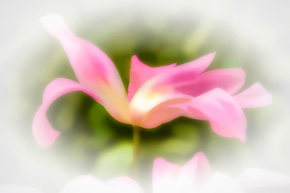 Picture of ABSTRACT OF PINK FLOWER PETALS