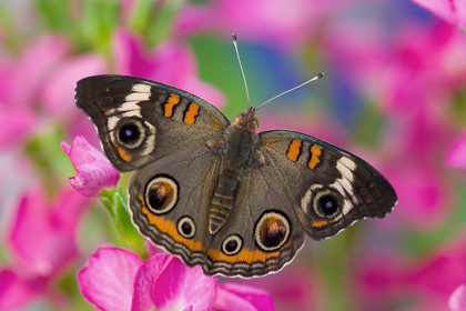 Picture of BUCKEYE BUTTERFLY ON PINK FLOWER SAMMAMISH-WASHINGTON STATE