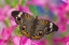 Picture of BUCKEYE BUTTERFLY ON PINK FLOWER SAMMAMISH-WASHINGTON STATE