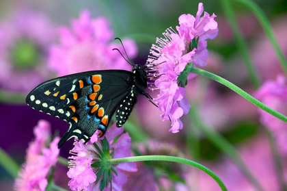 Picture of BLACK SWALLOWTAIL BUTTERFLY ON PINCUSHION PERENNIAL FLOWER SAMMAMISH-WASHINGTON STATE
