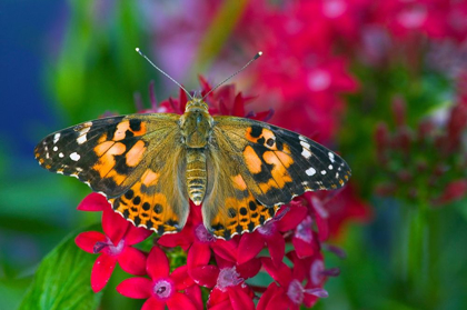 Picture of AMERICAN PAINTED LADY BUTTERFLY ON PENTA-A SUBTROPICAL PLANT THAT BUTTERFLIES LOVE TO FEED ON