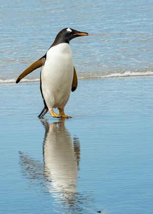 Picture of ANTARCTIC-GENTOO-PENGUIN