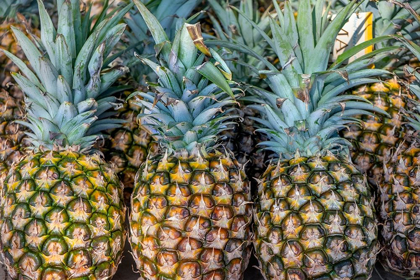 Picture of SUGARLOAF PINEAPPLE