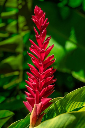 Picture of ALPINIA PURPURATA