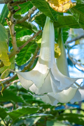 Picture of ANGELS TRUMPET