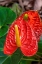 Picture of ANTHURIUM