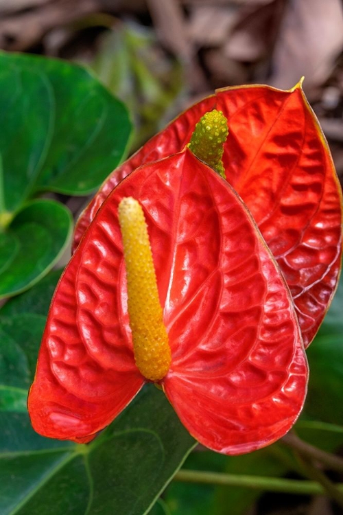 Picture of ANTHURIUM