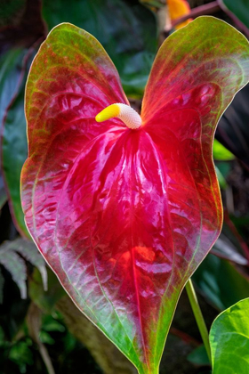 Picture of ANTHURIUM