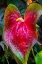 Picture of ANTHURIUM