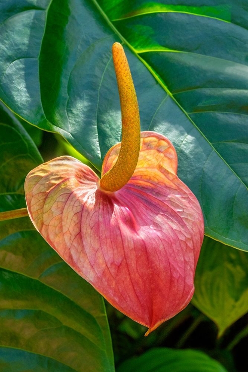 Picture of ANTHURIUM