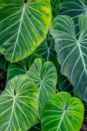 Picture of ANTHURIUM FOLIAGE