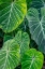 Picture of ANTHURIUM FOLIAGE