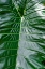 Picture of ANTHURIUM LEAF