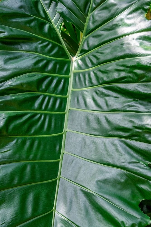 Picture of ANTHURIUM LEAF