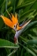 Picture of BIRD OF PARADISE